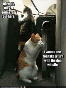 funny-pictures-cats-tease-dogs-with-a-dog-whistle.jpg